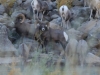 big-horn-sheep-022