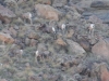 big-horn-sheep-058