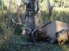 shawn-elk-07-021