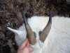 goat-2006-029