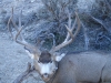 woody-202-muley-021